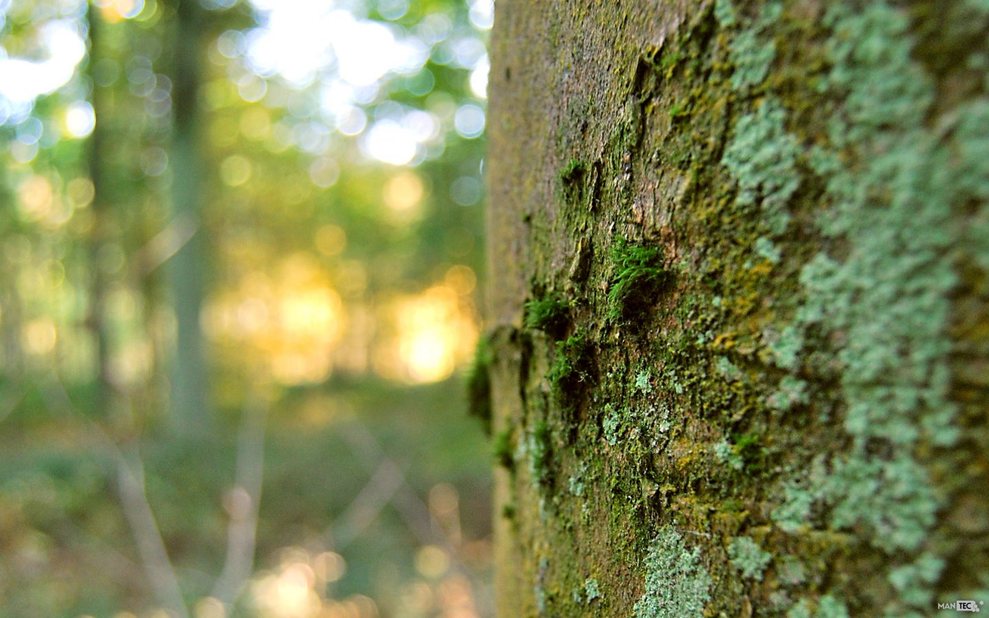 Fonds d'cran Nature Arbres - Forts La foret