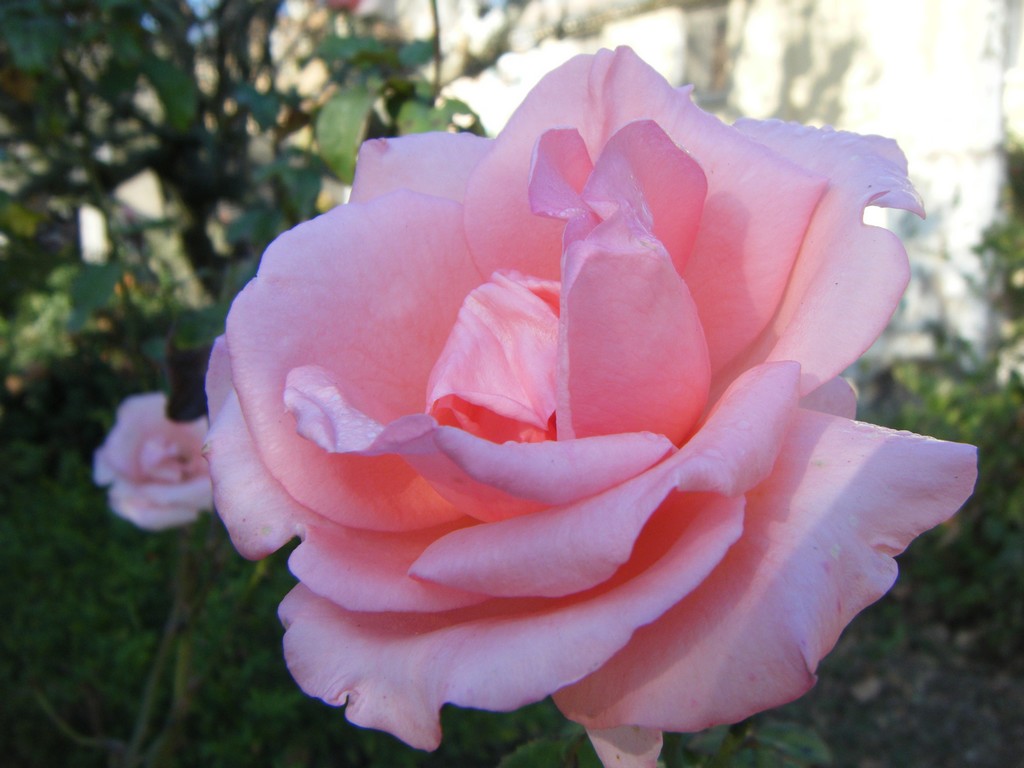 Fonds d'cran Nature Fleurs Rose