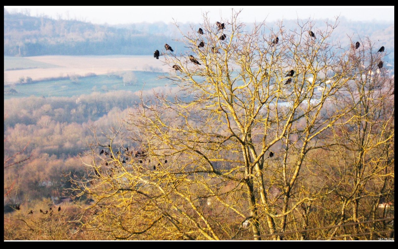 Fonds d'cran Nature Arbres - Forts 