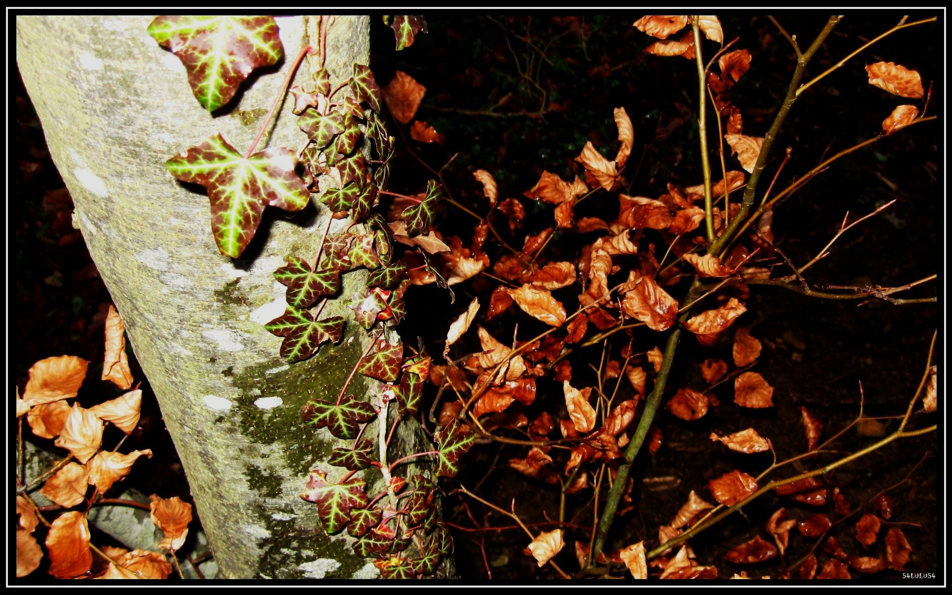 Fonds d'cran Nature Arbres - Forts 