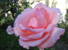 Fonds d'cran Nature Rose