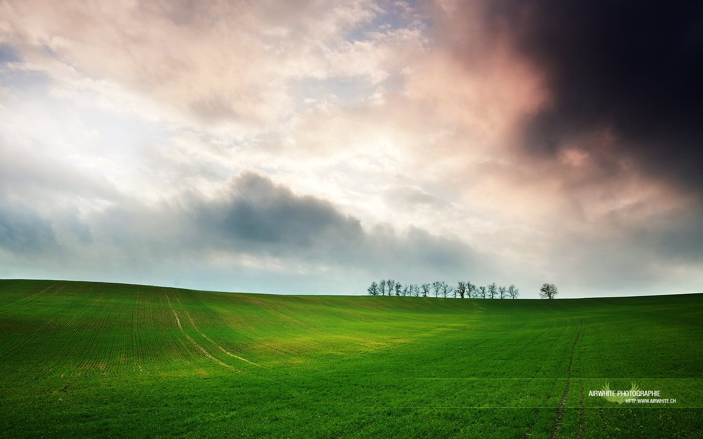 Wallpapers Nature Fields Chef de file