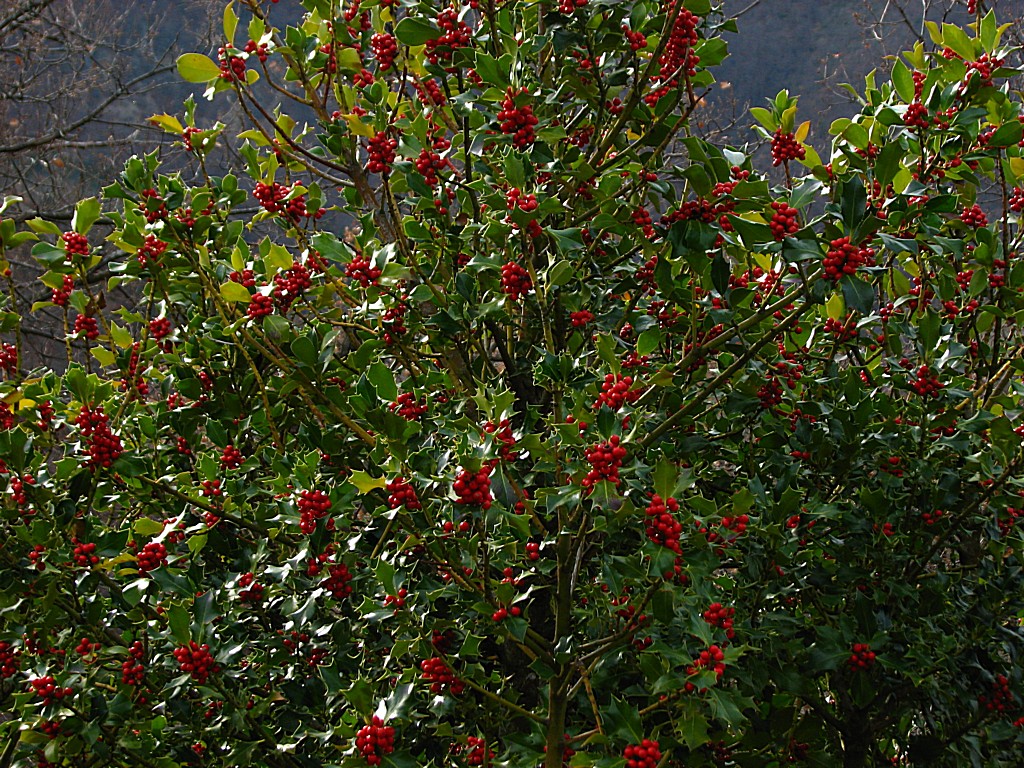 Fonds d'cran Nature Arbres - Forts Arbre : le houx