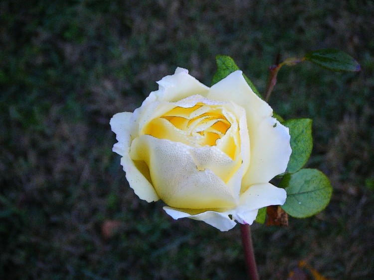 Fonds d'cran Nature Fleurs Rose jaune