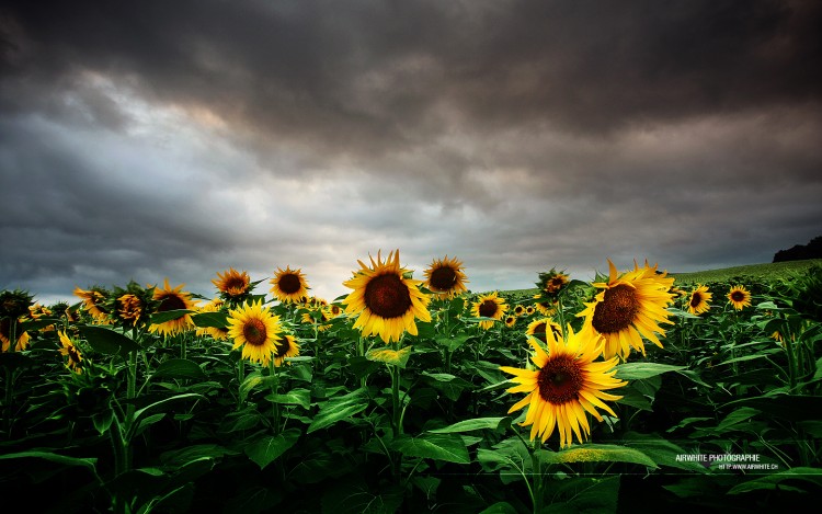 Fonds d'cran Nature Fleurs L'orage