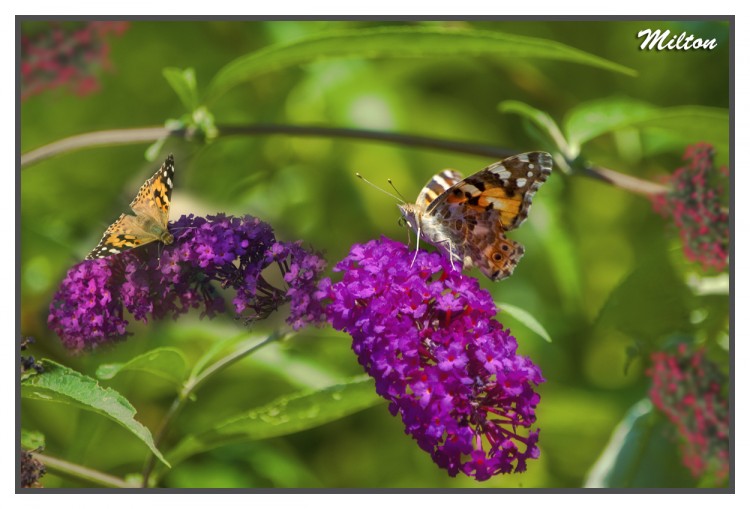 Wallpapers Animals Insects - Butterflies Macro Photo 008