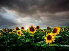 Wallpapers Nature L'orage