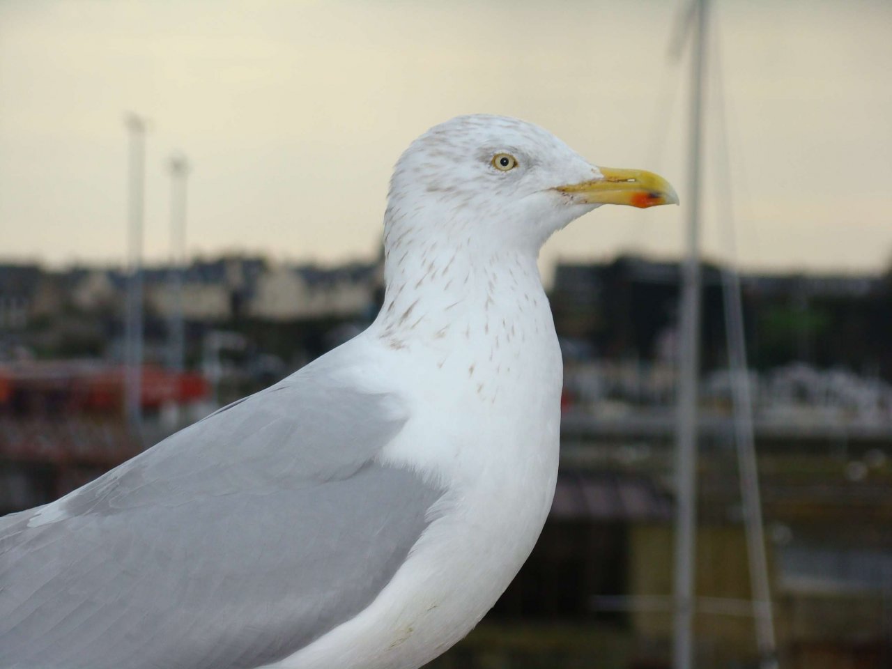 Fonds d'cran Animaux Oiseaux - Mouettes et Golands 