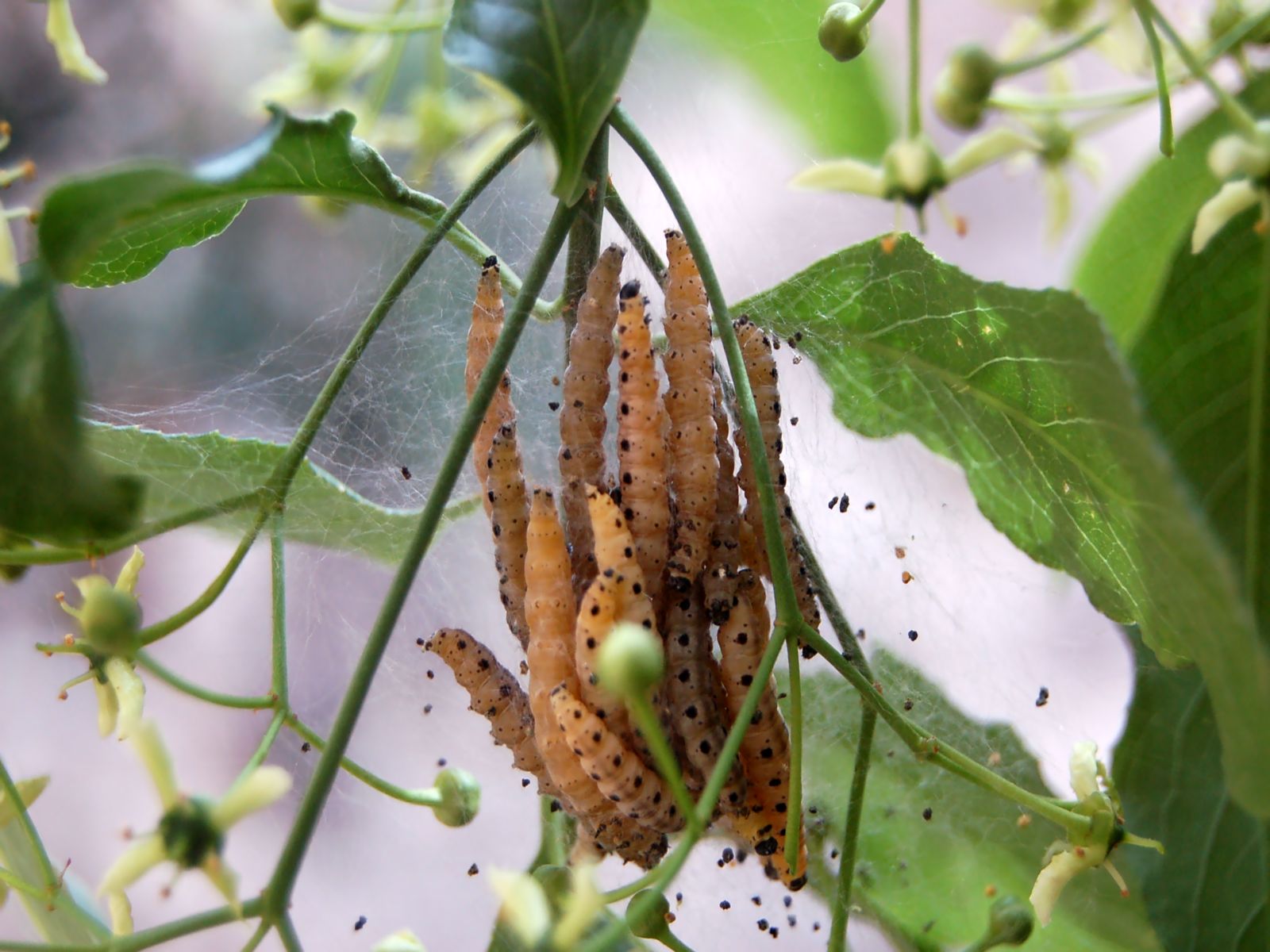 Wallpapers Animals Insects - Caterpillars nid de chenilles