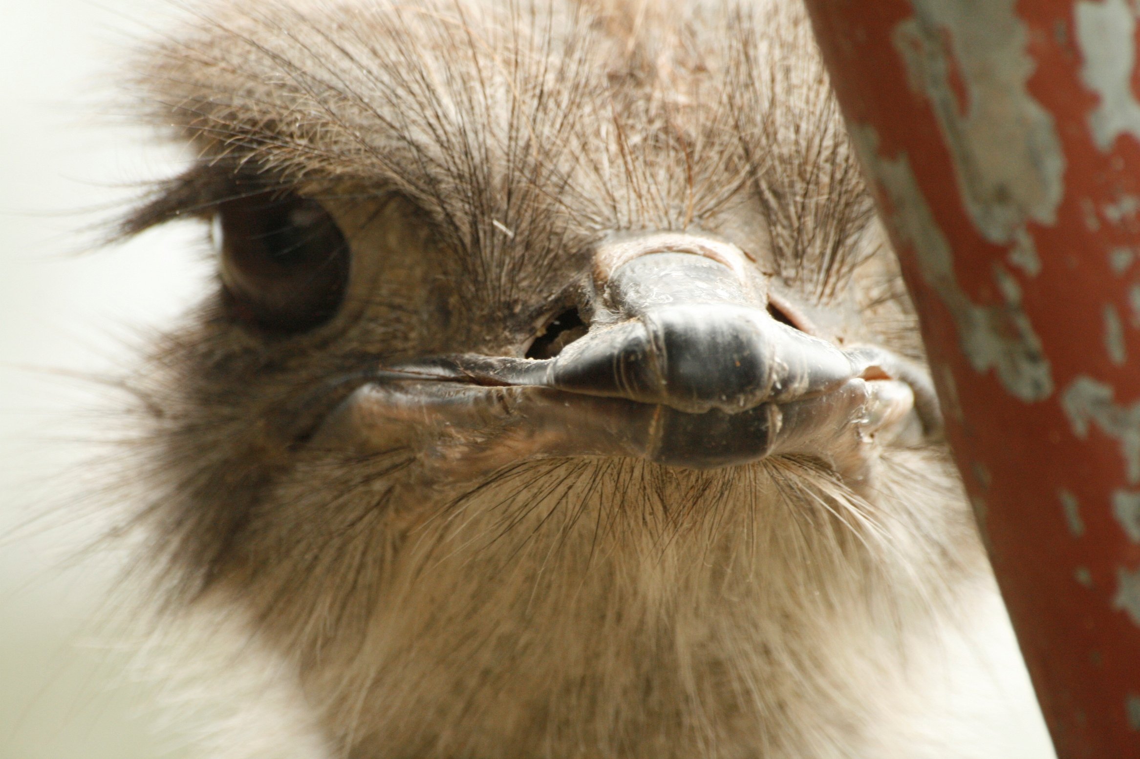 Fonds d'cran Animaux Oiseaux - Autruches et Emeus 