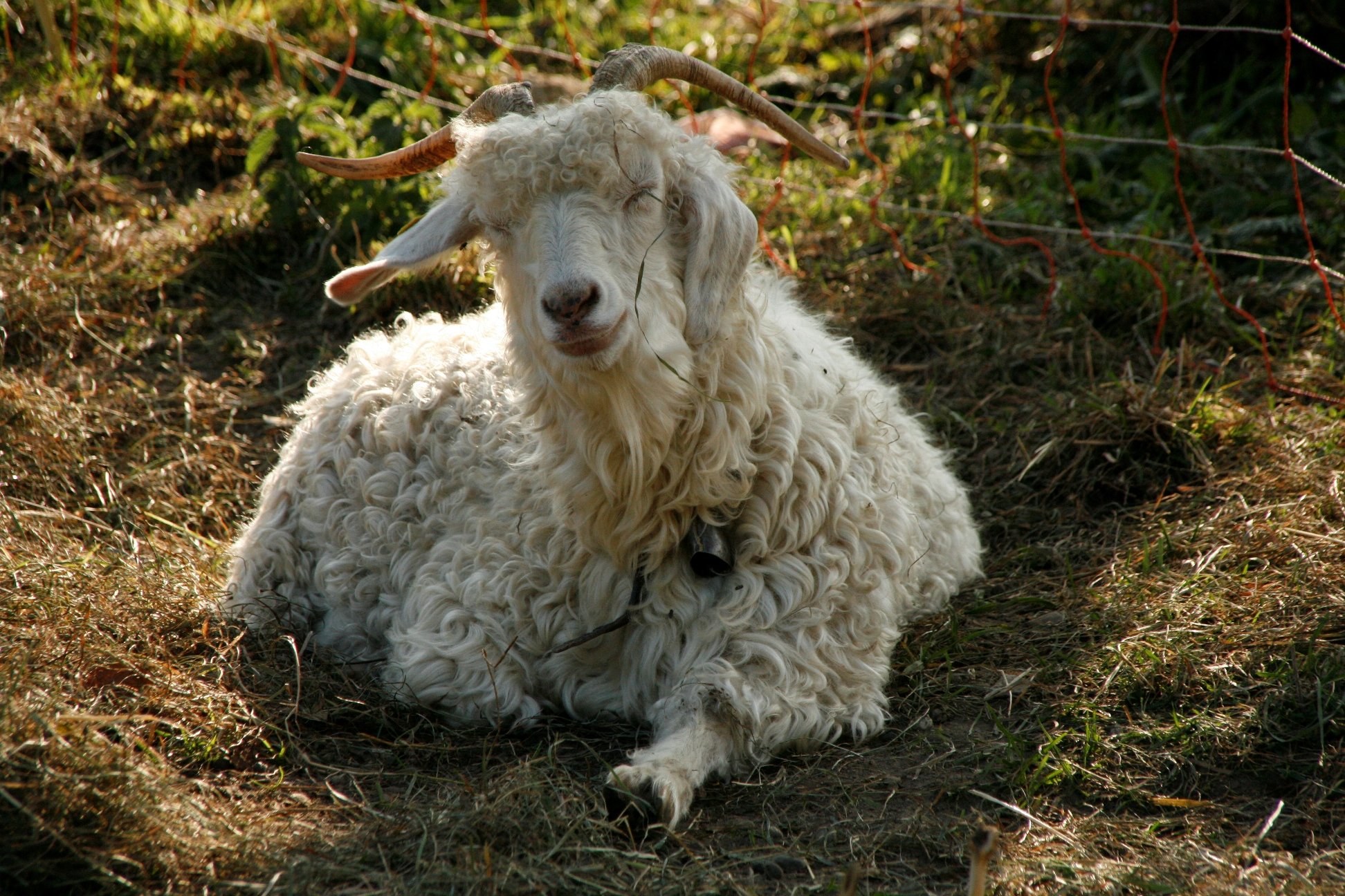 Wallpapers Animals Sheeps 