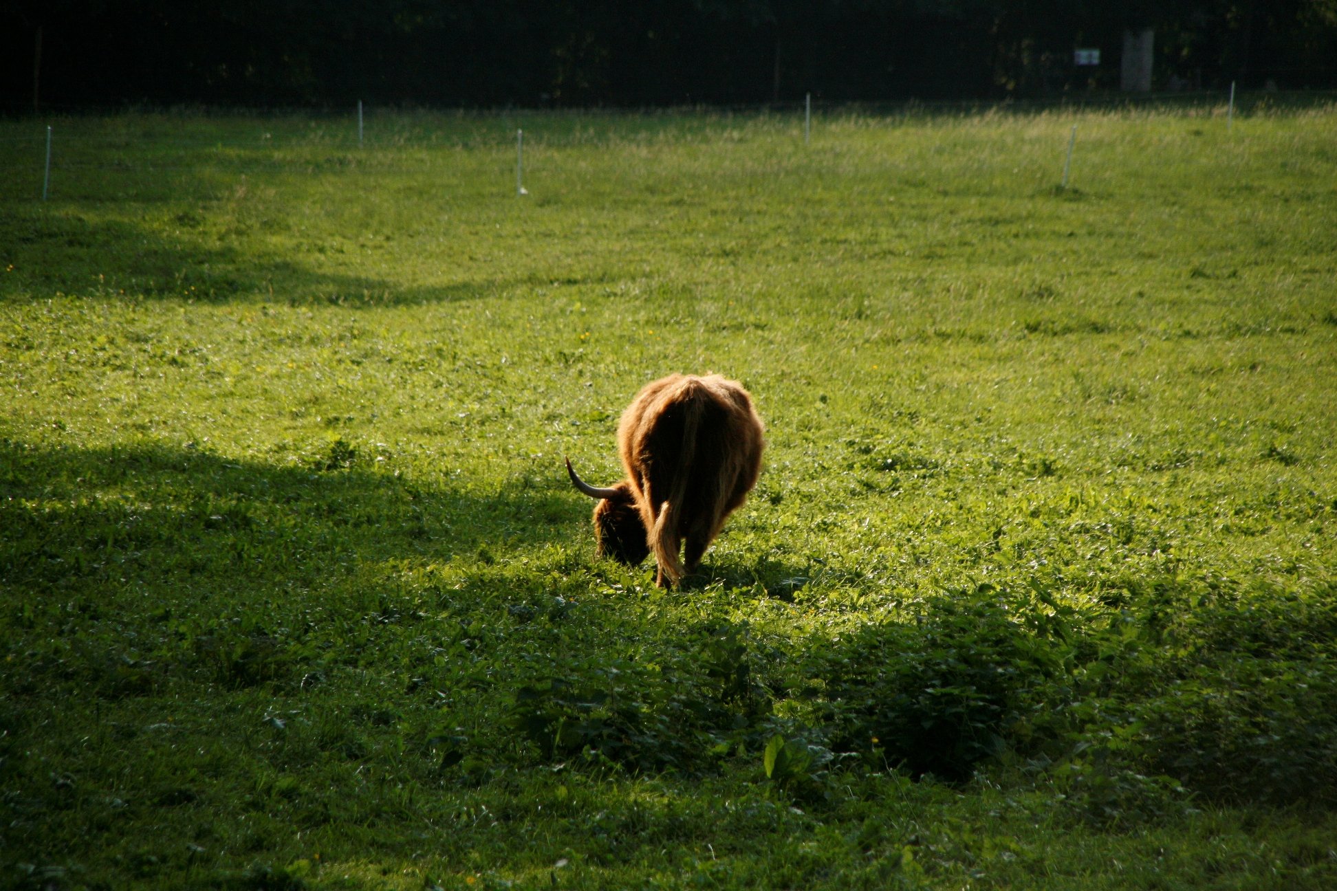 Wallpapers Animals Cows - Bulls - Beef 