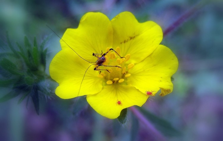 Wallpapers Nature Flowers AU PRINTEMPS CHEZ CLAUDE.2