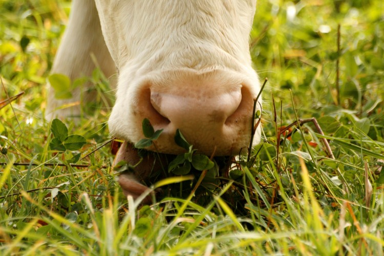 Fonds d'cran Animaux Vaches - Taureaux - Boeufs Wallpaper N253079