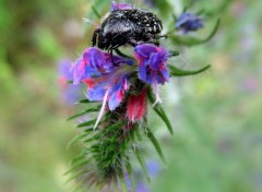 Fonds d'cran Nature Au printemps chez Claude