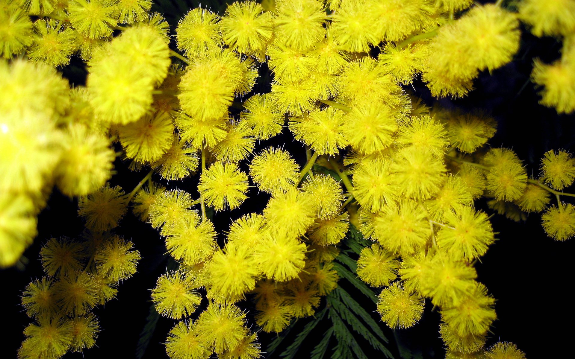 Fonds d'cran Nature Fleurs MIMOSA