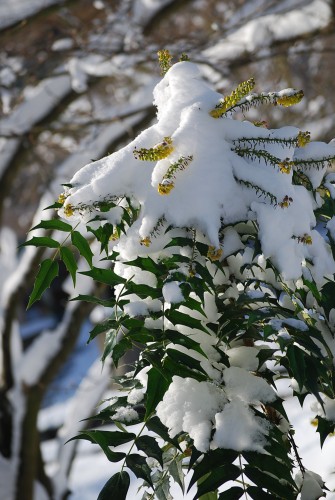 Fonds d'cran Nature Saisons - Hiver 