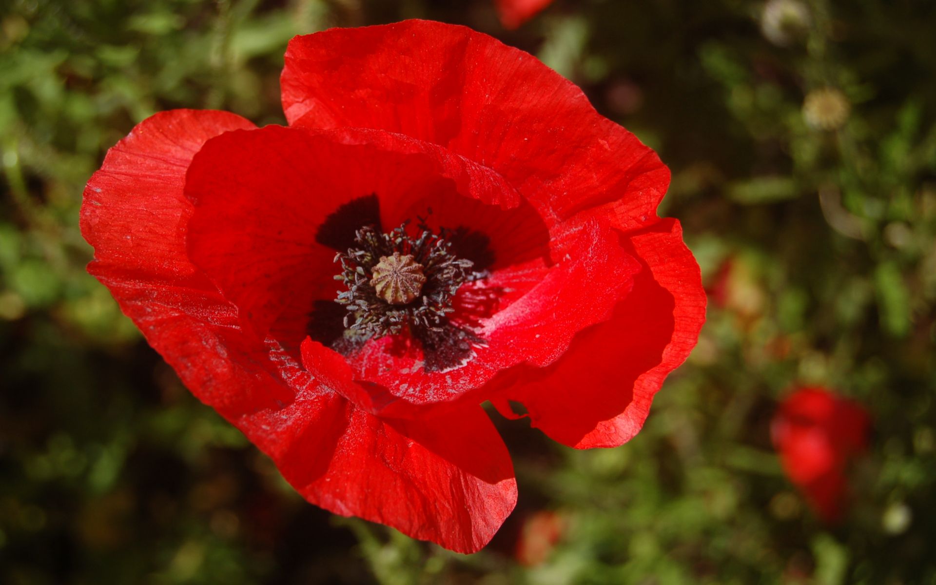 Fonds d'cran Nature Fleurs coquelicot