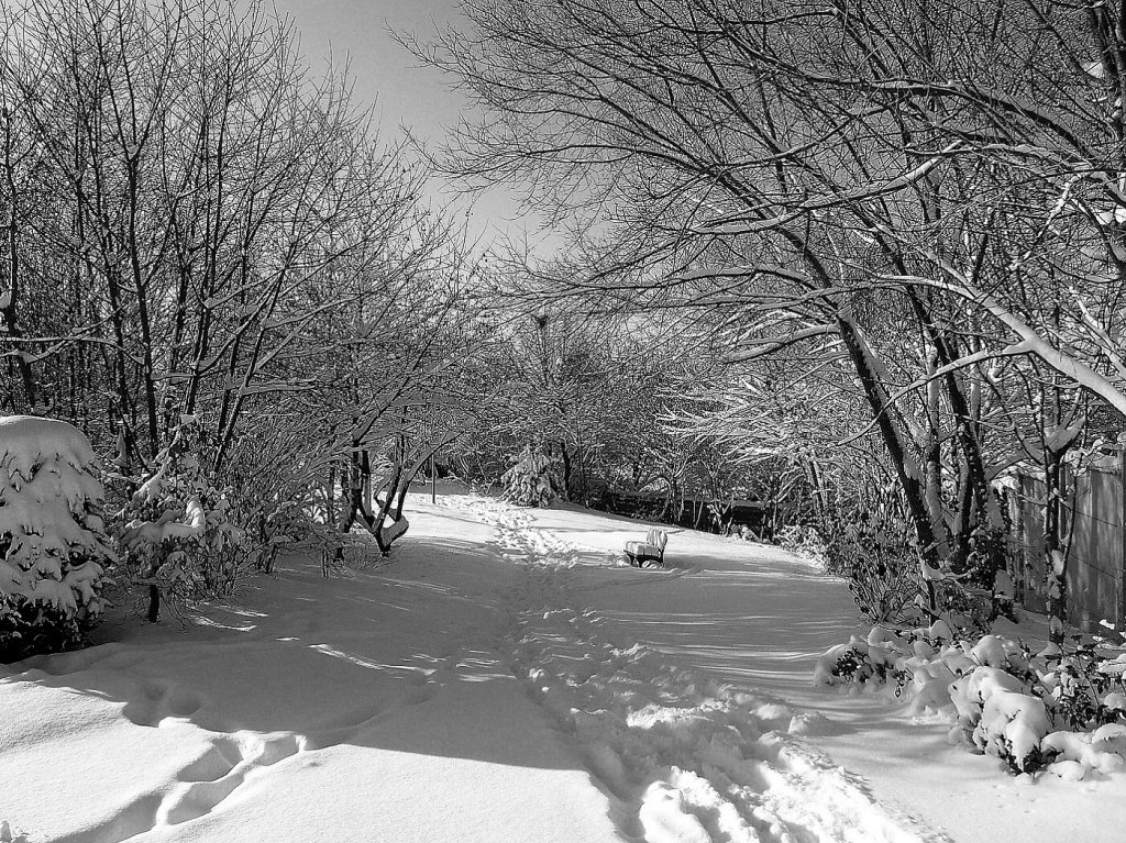 Fonds d'cran Nature Arbres - Forts la neige est tombe