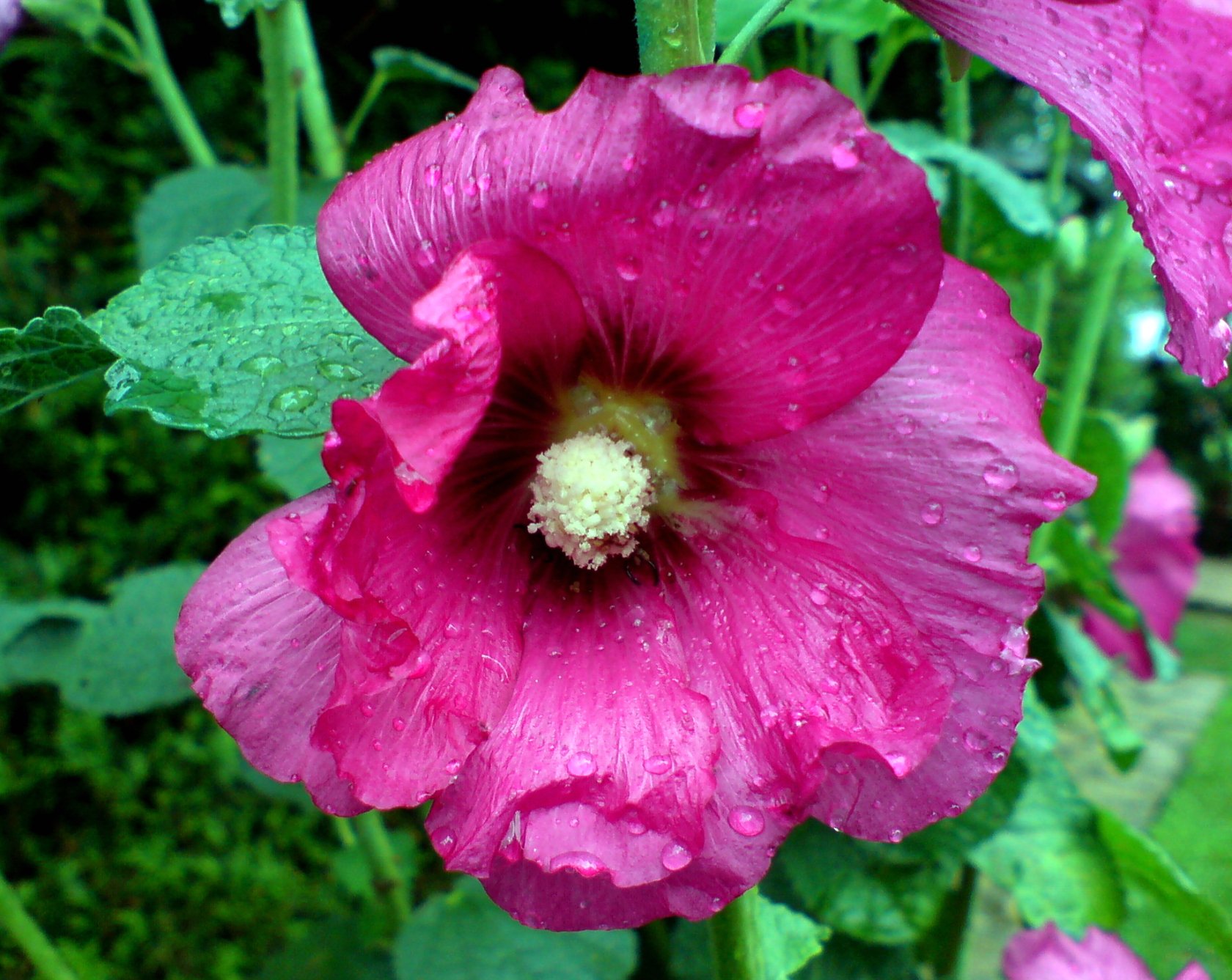 Fonds d'cran Nature Fleurs ROSE TREMIERE SOUS LA PLUIE