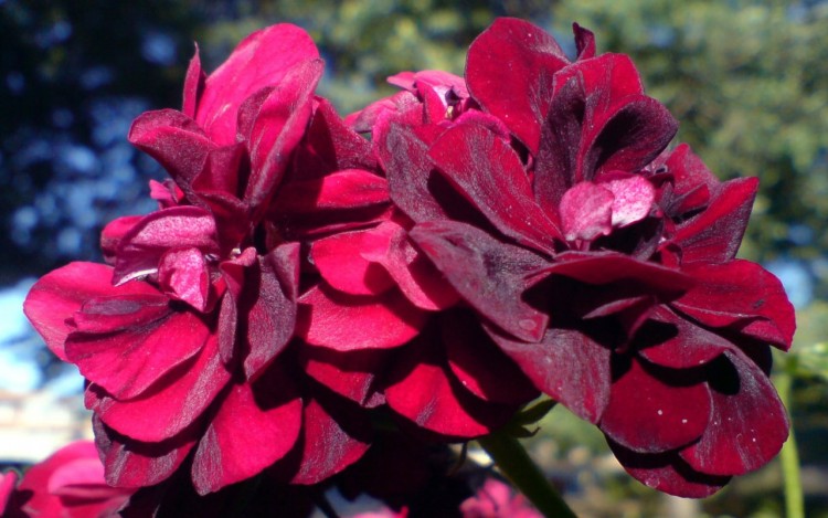 Fonds d'cran Nature Fleurs geranium