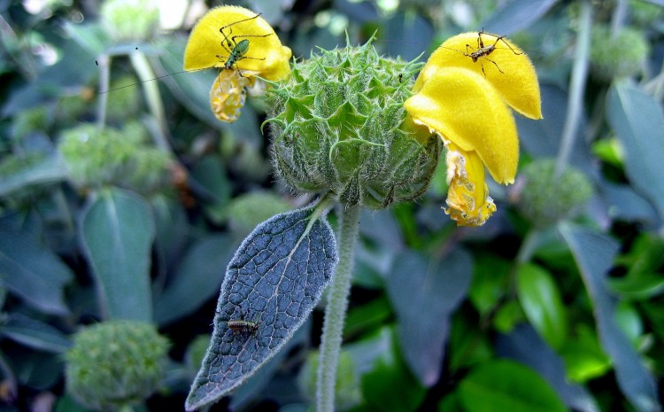 Wallpapers Nature Flowers CHEZ CLAUDE JUIN 2008