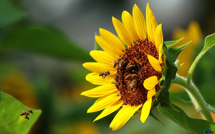 Wallpapers Nature Flowers Sunflowers