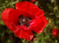 Fonds d'cran Nature coquelicot