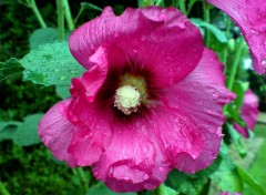 Fonds d'cran Nature ROSE TREMIERE SOUS LA PLUIE