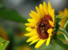 Wallpapers Nature Sunflowers