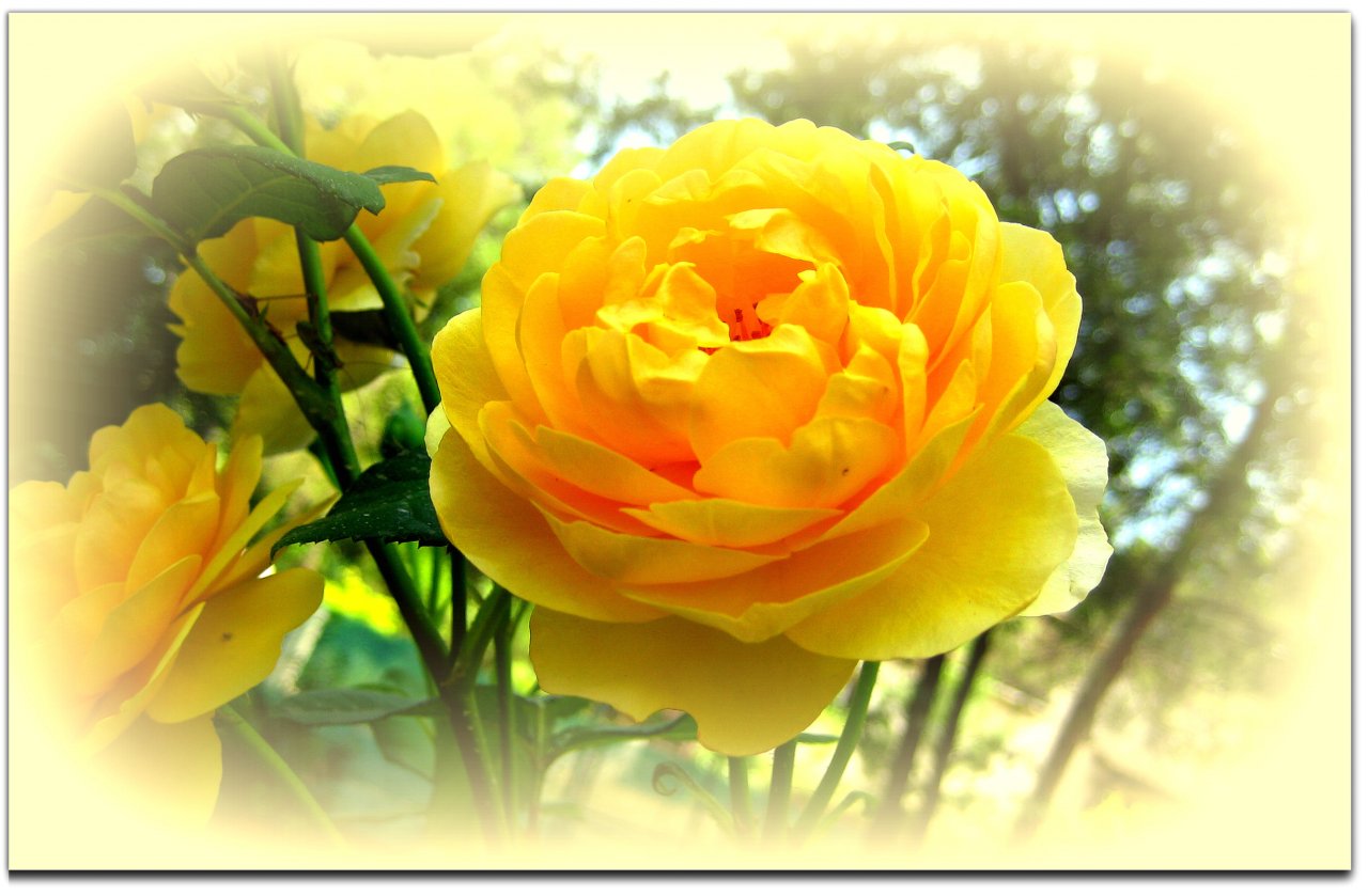 Wallpapers Nature Flowers rose jaune