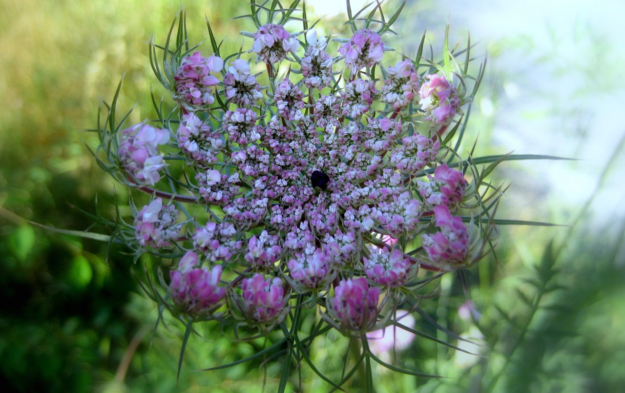 Wallpapers Nature Flowers fleur de printemps chez Claude