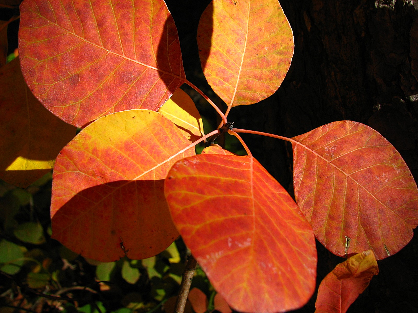 Wallpapers Nature Leaves - Foliage Sous bois 