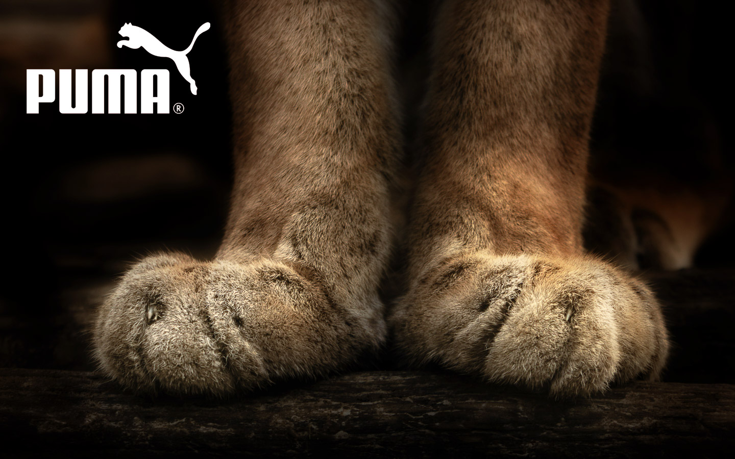 Fonds d'cran Animaux Flins - Pumas Paire de Pattes de Puma