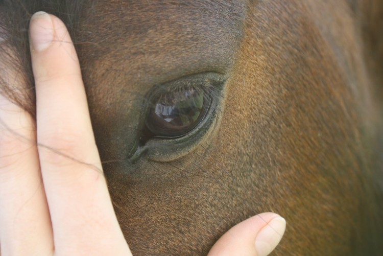 Fonds d'cran Animaux Chevaux Nadja