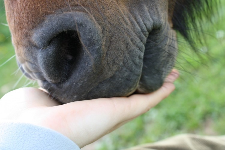 Fonds d'cran Animaux Chevaux Nadja Naseaux