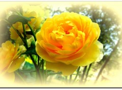 Fonds d'cran Nature rose jaune