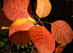 Fonds d'cran Nature Sous bois 