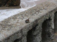 Fonds d'cran Animaux Oiseau Basque