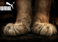 Fonds d'cran Animaux Paire de Pattes de Puma