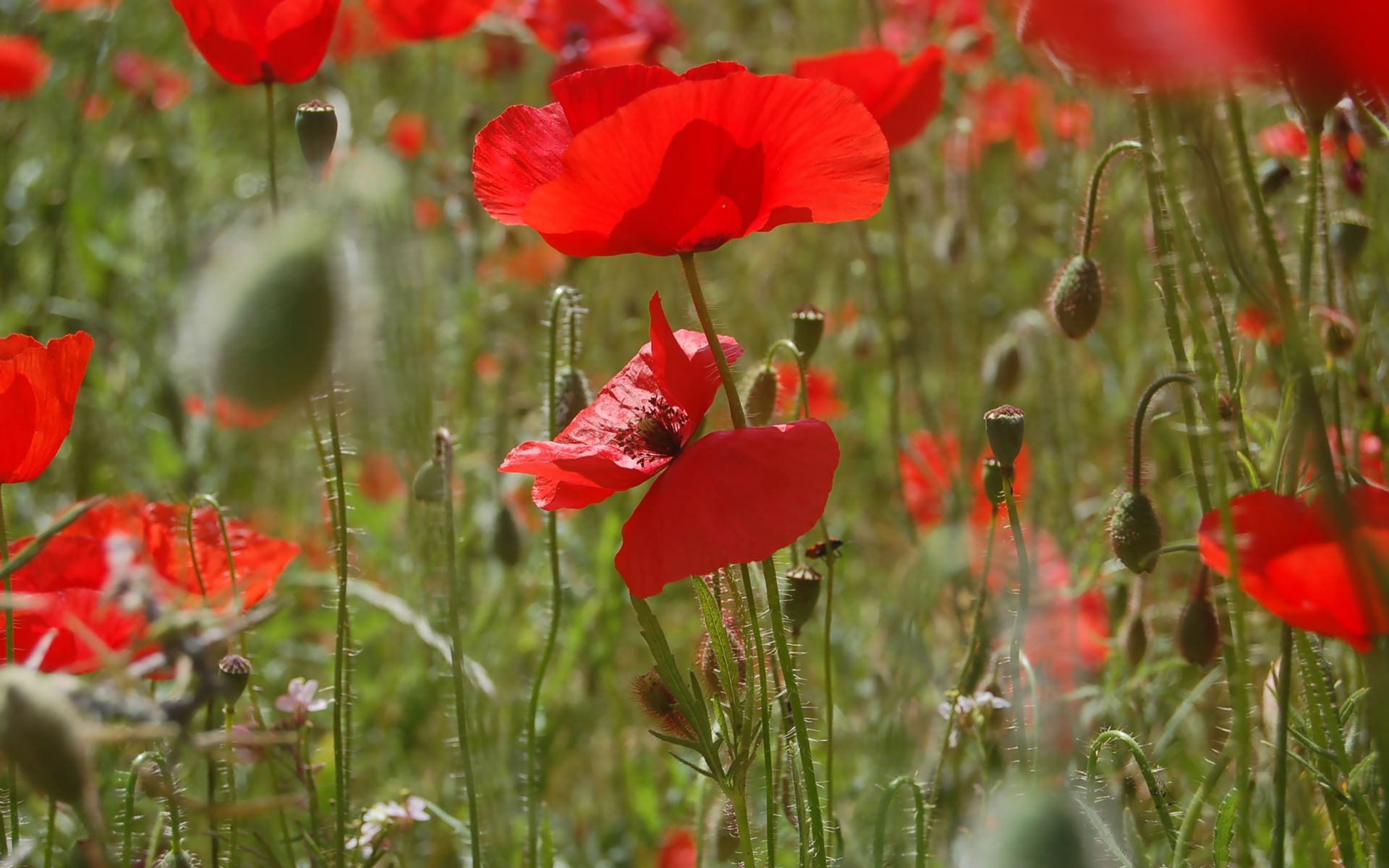 Fonds d'cran Nature Fleurs champs de coquelicots