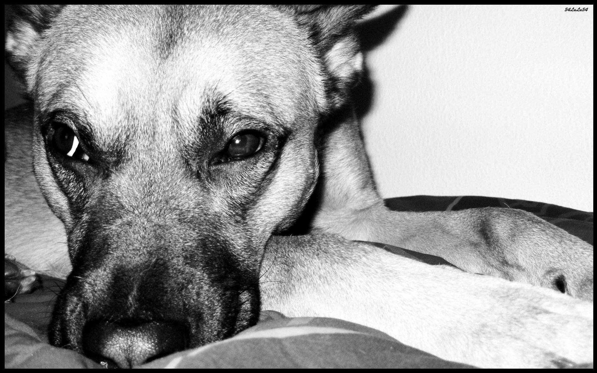 Fonds d'cran Animaux Chiens chien malinois noir et blanc