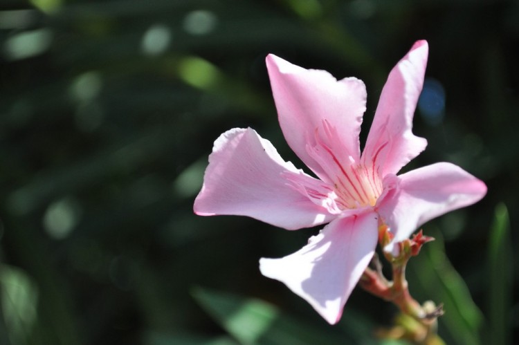 Fonds d'cran Nature Fleurs Pinky Flower