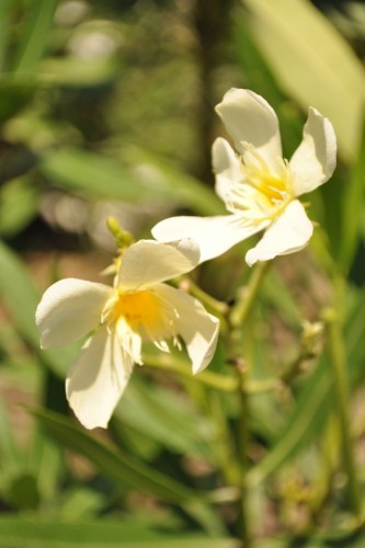 Fonds d'cran Nature Fleurs Dancing Flowers