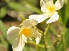 Fonds d'cran Nature Dancing Flowers