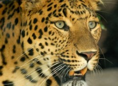 Wallpapers Animals Tigre