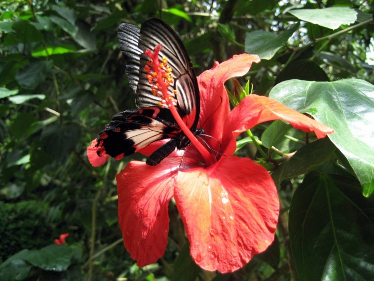 Wallpapers Animals Insects - Butterflies PAPILLON SUR FLEUR D'HIBISCUS