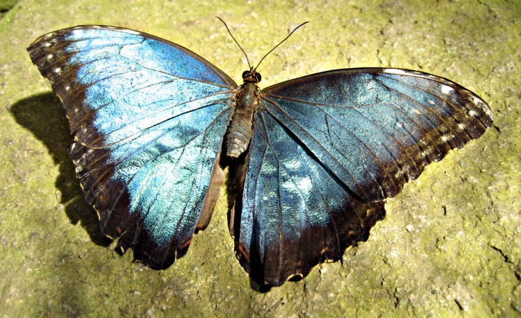 Fonds d'cran Animaux Insectes - Papillons PAPILLON BLEU