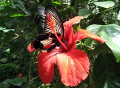 Fonds d'cran Animaux PAPILLON SUR FLEUR D'HIBISCUS