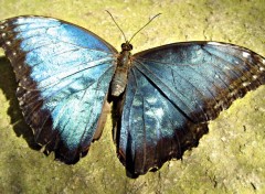 Fonds d'cran Animaux PAPILLON BLEU